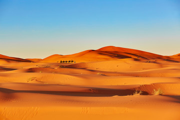 Fototapeta na wymiar Camel caravan in Sahara Desert, Morocco
