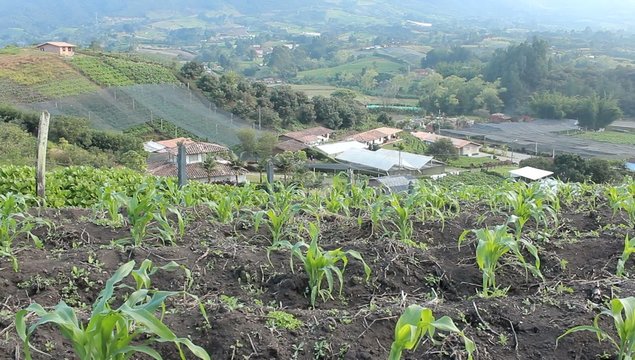 Cultivo Maiz