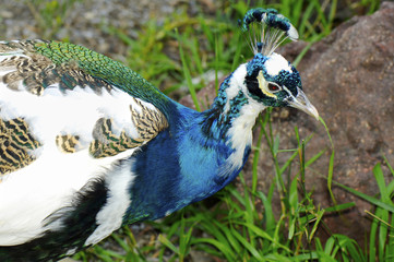 Indian Blue Pied Male Peacock