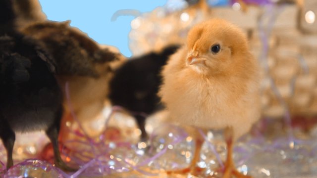 Baby chicks walk around in Easter confetti