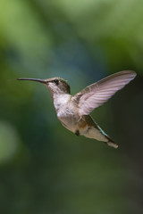 Obraz na płótnie Canvas Hummingbird in flight