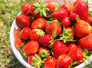 strawberry in white basket