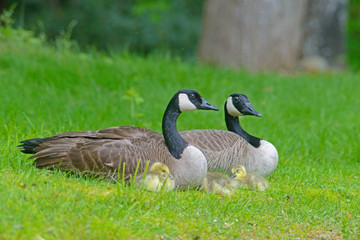 Fototapeta premium Canada Geese pair with goslings.