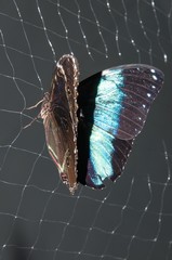 Butterfly Papilio,