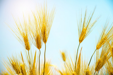 Barley Field