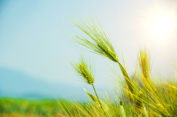 Barley Field