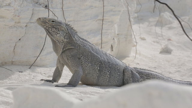 Cuban rock iguana 