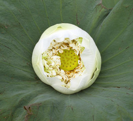 Obraz premium white Lotus