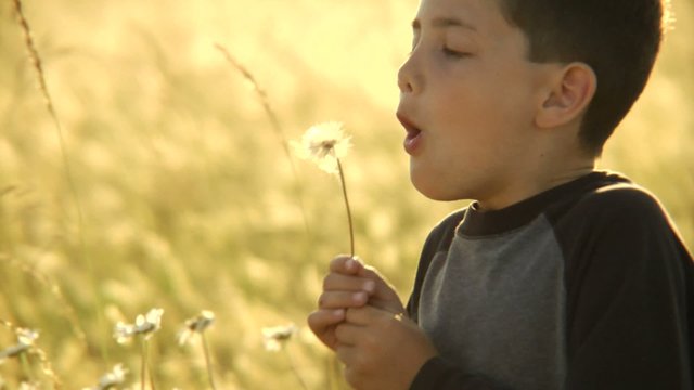 Pan left as boy blows on a dandelion
