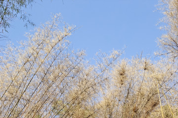 dry bamboo leaves, against blue sky