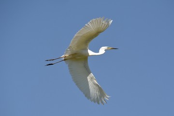 Great White Egret Flying