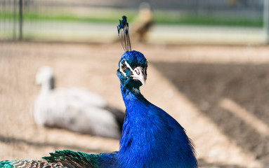 Fototapeta premium Beautiful peacock