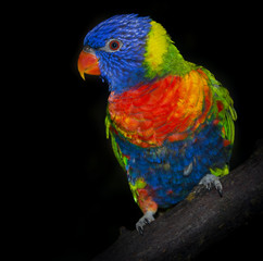 rainbow lorikeet parrot