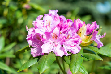 azalea, pink Azalea flower blossom in a park