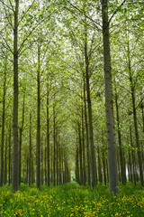 Poplars forest