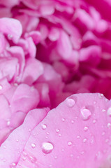 pink peony flower  macro