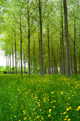 Poplars forest