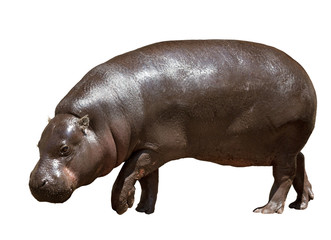 Female hippopotamus. Isolated