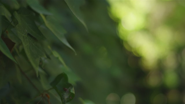 A senior woman's hand comes into the frame and feels a plant's leaf