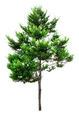 Obraz premium Tree
