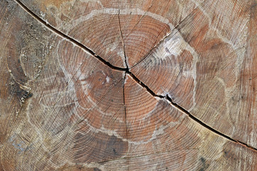 altes holz