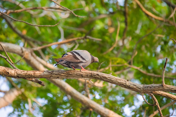 Pigeon standing on a branch, back profile