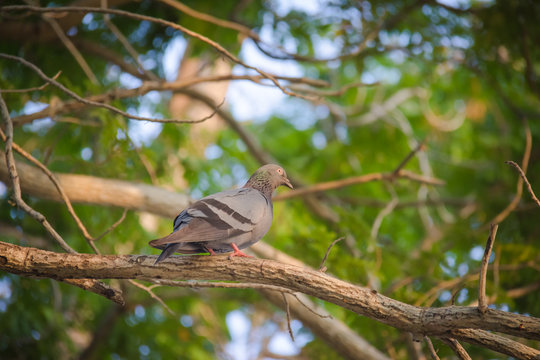 Pigeon standing on a branch, back profile
