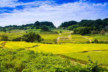 Nara Asuka village of terraced rice fields.