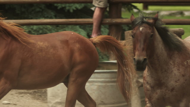 Horses running in a pen