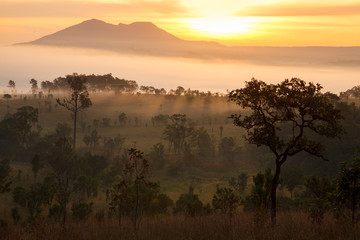 Naklejka na ściany i meble misty morning sunrise in mountain at Thung Salang Luang National