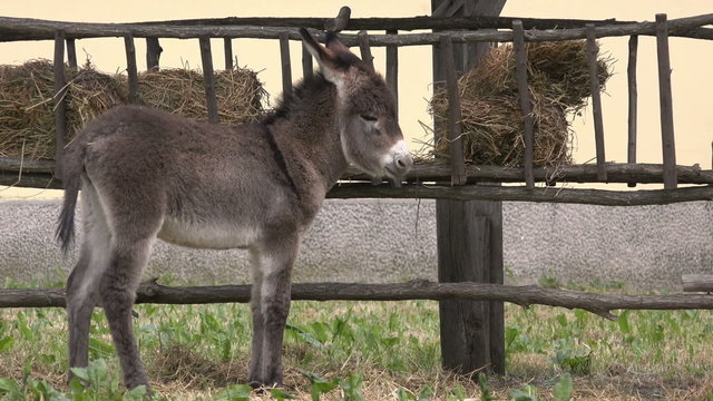 Cute Donkey Foal on Farm, Playful Domestic Animal Breed