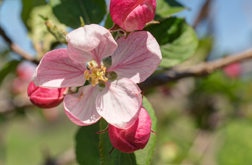 apple blossom