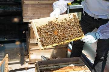 日本の養蜂