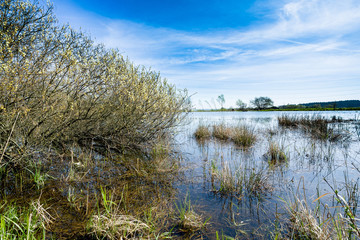 reeds at the pond