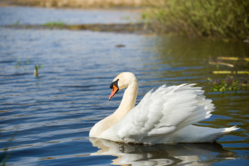 Mute swan, Cygnus, single bird on water