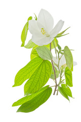 'Snowy Orchid Tree' flower
