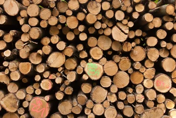 Möbelaufkleber pile of wood in grunewald forest, berlin, germany © Nikolai Link