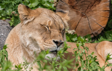 Lioness in the sun