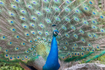 Obraz premium Peacock show-off