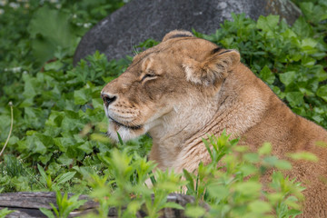 Lioness in the sun