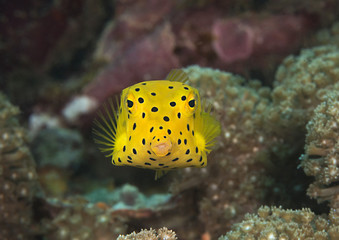 Yellow boxfish, juvenile,  Kisses to everybody