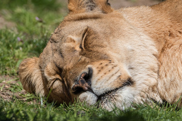 Sleeping Lioness