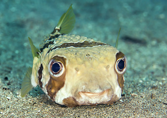 Cute porcupine pufferfish, Diodon, hystrix resting on sea bottom and looking at me, Bali, Indonesia