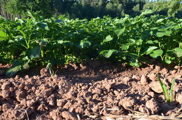 potato field