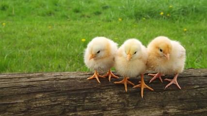 Medium shot of three chicks on a log in nature