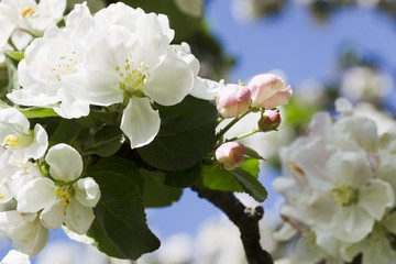 Apple tree blooming white.