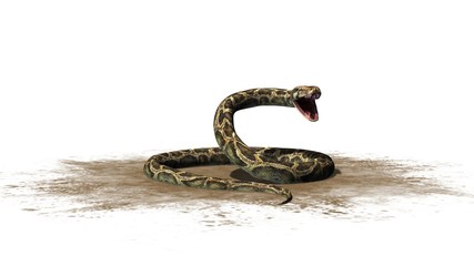 Naklejka premium Python snake - separated on white background