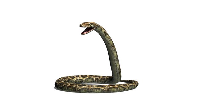 Python snake - separated on white background