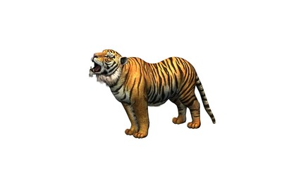 tiger - isolated on white background