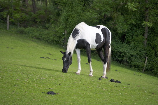 Rappschimmel Schecke (Pferd) am grasen
